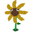 Sunflower icon